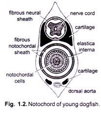 Notochord of Young Dogfish