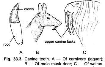 3 Main Types of Teeth Found in Mammals | Vertebrates | Chordata | Zoology