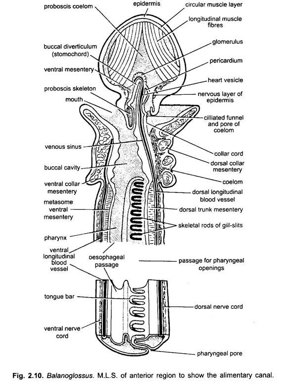 nervous system of balanoglossus