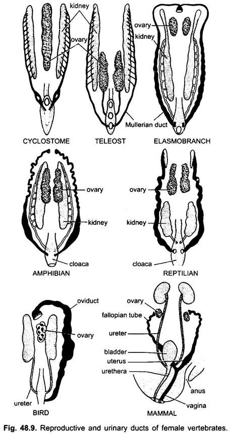 Reproductive and Urinary Ducts of Female Vertebrates
