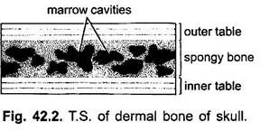 T.S. of Dermal Bone of Skull