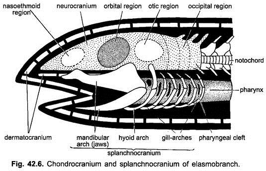 Chondrocranium and Splanchnocranium of Elasmobranch