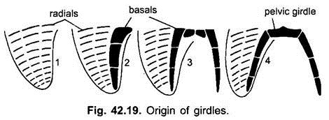 Origin of Girdles