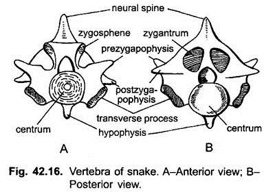 Vertebra of Snake