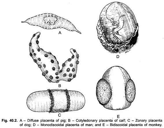 Diffuse Placenta of Pig