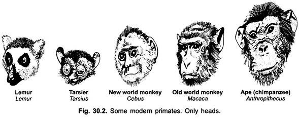 Heads of Some Modern Primates