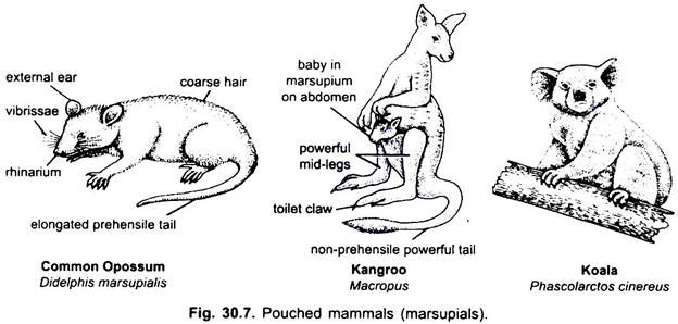 Pouched Mammals