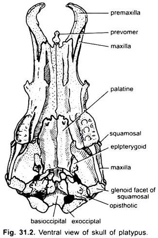 Ventral View of Skull of Platypus