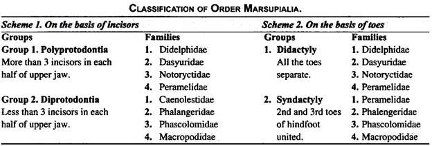 Classification of Order Marsupialia
