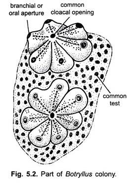 Part of Botryllus Colony