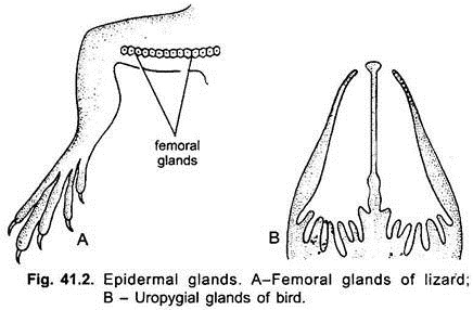 Epidermal Glands