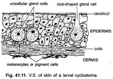 V.S. of Skin of a Larval Cyclostome