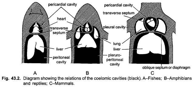 Diagram Showing the Relations of the Coelomic Cavities