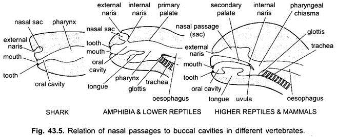 Relation of Nasal Passages to Buccal Cavities in Different Vertebrates