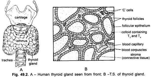 Thyroid Gland 