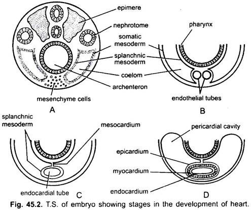 T.S. of Embryo Showing Stages in the Development of Heart