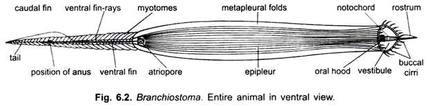 Entire Animal in Ventral View