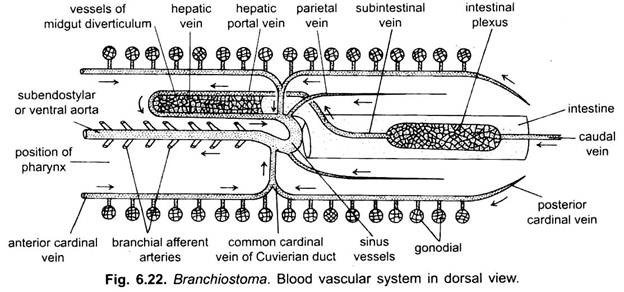 Blood Vascular System in Dorsal View