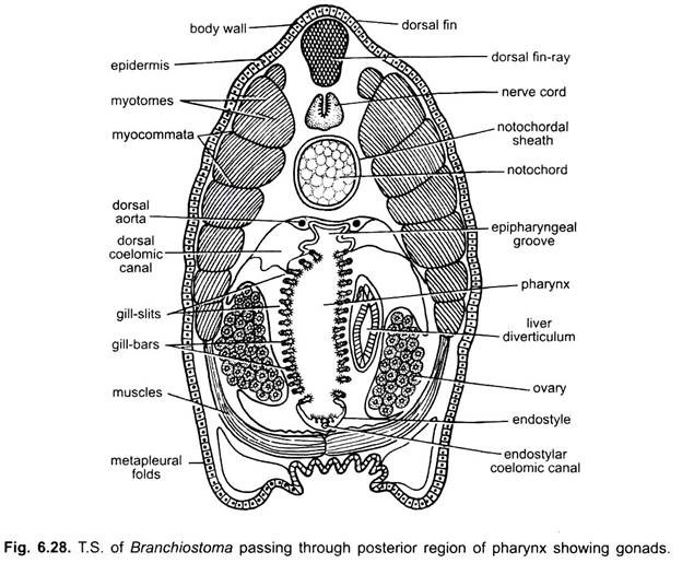 T.S. of Branchiostoma