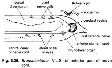 V.L.S. of Anterior Part of Nerve Cord