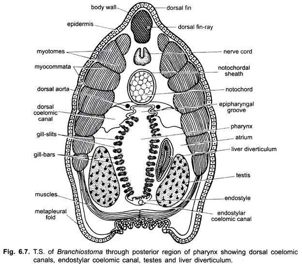 T.S. of Branchiostoma