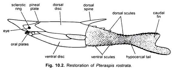 Restoration of Pterapis Rostrata