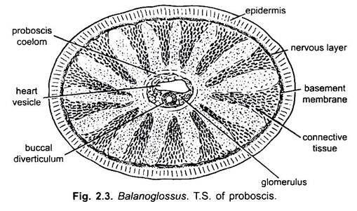 T.S. of Proboscis