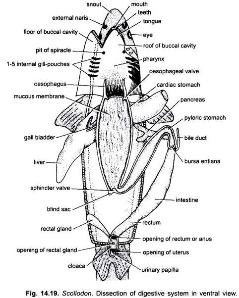 Dissection of Digestive System in Ventral View