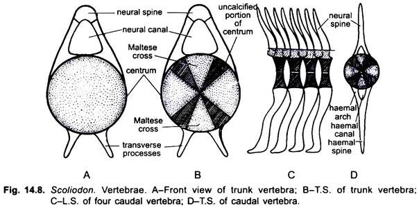 Vertebrae