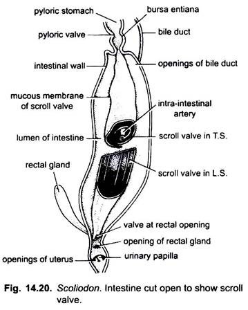 Intestine Cut Open to Show Scroll