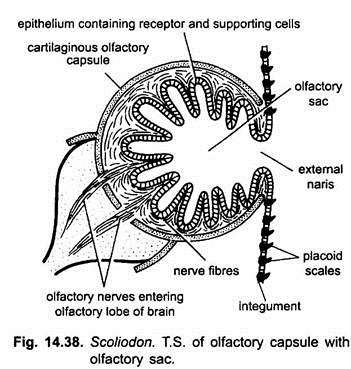 T.S. of Olfactory Capsule with Olfactory Sac