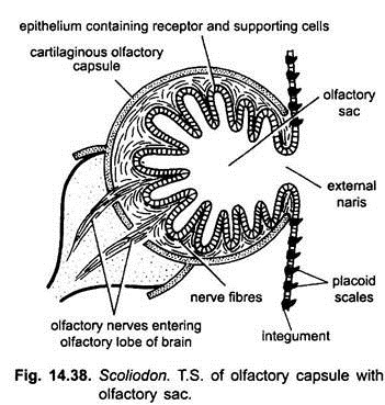 T.S. of Olfactory Capsule with Olfactory Sac