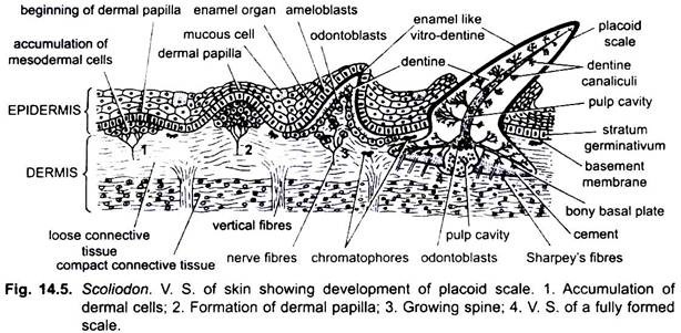 V.S. of Skin Showing Development of Placoid Scale