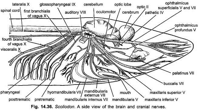 Side View of the Brain and Cranial Nerves