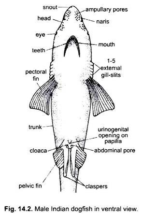 Male Indian Dogfish in Ventral View