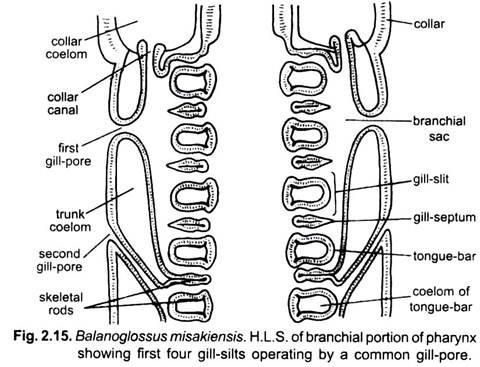 H.L.S. of Branchial Portion of Pharynx