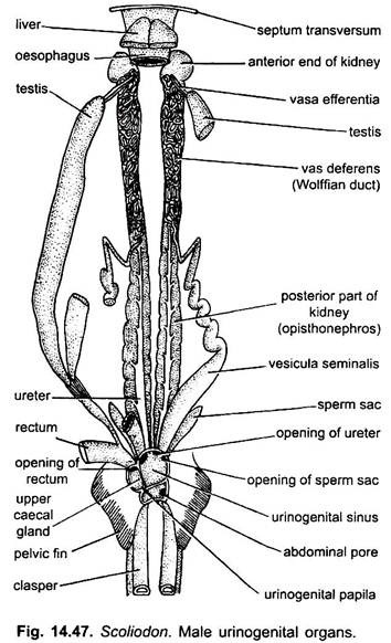 Urinogenital Organs of Dogfish (Scoliodon): With Diagram ... diagram of fish gland 