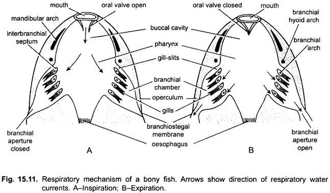 Respiratory Mechanism of a Bony Fish