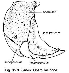 Opercular Bone