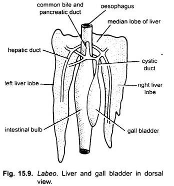 Liver and Gall Bladder in Dorsal View