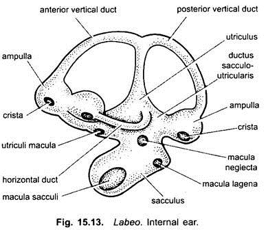 Internal Ear