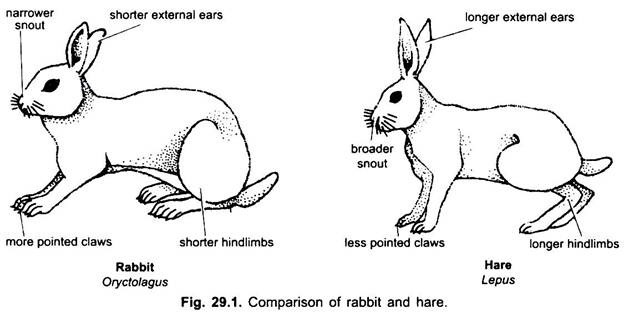 Comparison of Rabbit and Hare