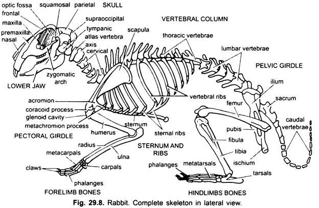 Complete Skeleton in Lateral View
