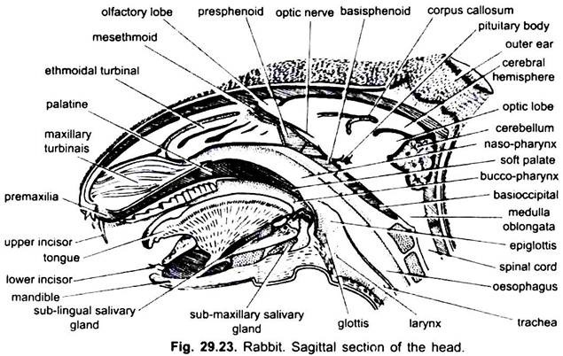 Sagittal Section of the Head