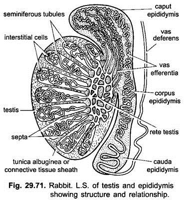 L.S. of Testis and Epididymis Showing Structure and Relationship