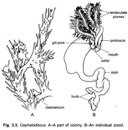 Cephalodiscus