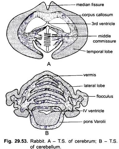 T.S. of Cerebrum and Cerebellum