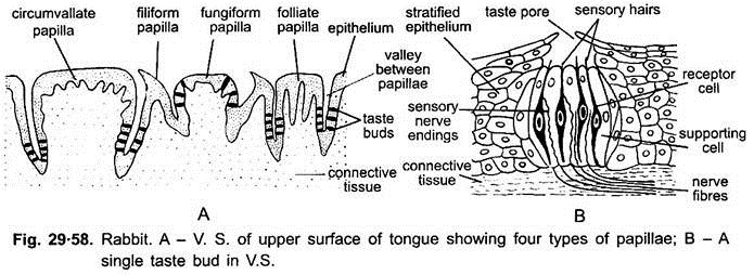 Organs of Smell