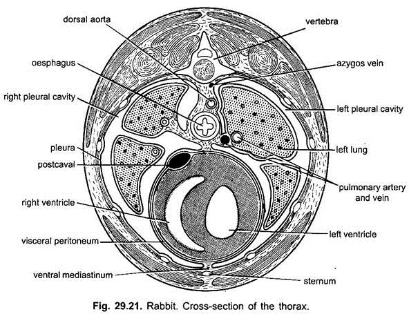 Cross-Section of the Thorax