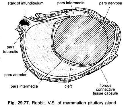 V.S. of Mammalian Pituitary Gland